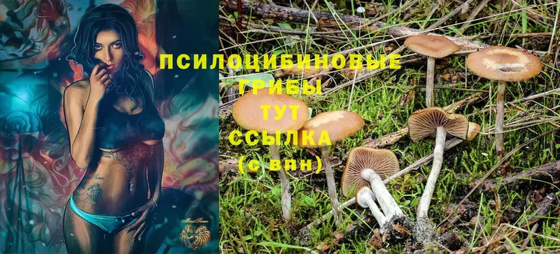 цена   Алагир  Псилоцибиновые грибы Magic Shrooms 